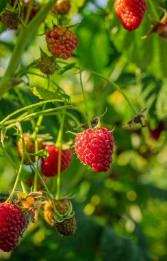 Bir dalda taze ve sulu yabani ahududu. Yakın çekim..