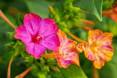 Petunia Hybrida Surfinia 'nın güzel sarı ve pembe çiçeklerini yakından çek. Yakın plan çekim. Yeşil bir yaz bahçesinde çiçekler.