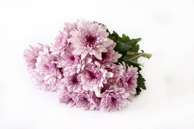 Beyaz arka plan üzerinde yabani papatya buketi.