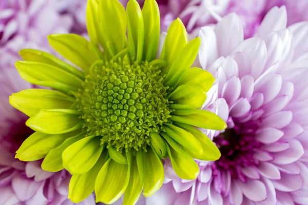 Yellow Daisy Close View Macro — Stock Photo, Image