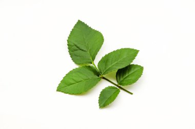 Gül beyaz zemin üzerine yeşil yaprak