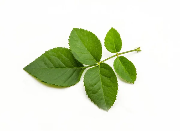 Hoja Verde Rosa Sobre Fondo Blanco — Foto de Stock