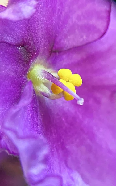 Violette Blume Lila Heimat — Stockfoto