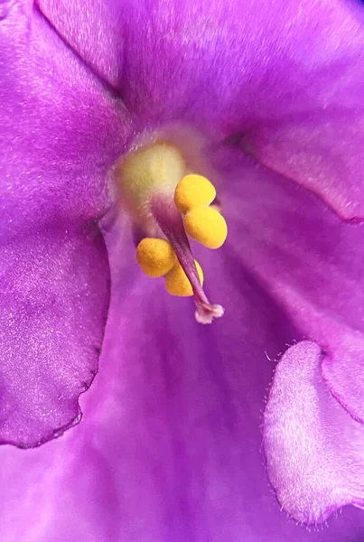 Violette Blume Lila Heimat — Stockfoto
