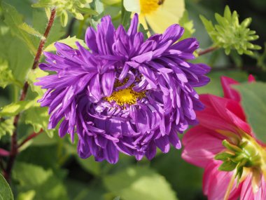 Renkli çok renkli çiçekler, mor asterler, daimi bitki. Asterların Eylül ve sonbaharda yakın plan çekimleri.