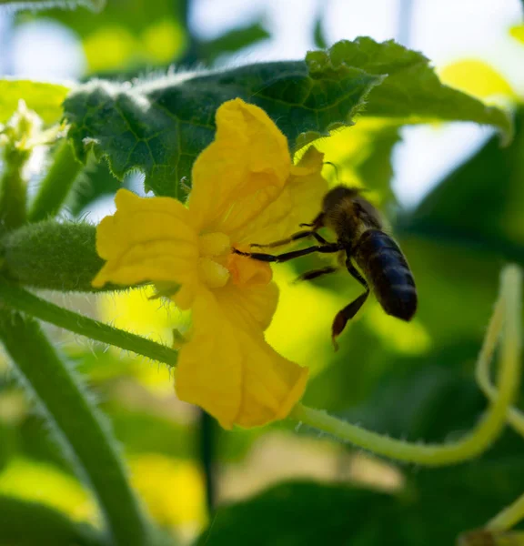 Egy Méh Leszáll Egy Sárga Virágról — Stock Fotó