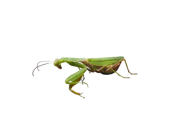 Praying Mantis White Background Closeup — Stock Photo, Image