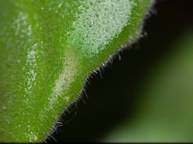 Yakından çekilen yeşil yaprak