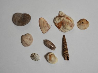 Taşlardan, kabuklardan ve incilerden oluşan deniz piyadesi seti. Bölüm 2