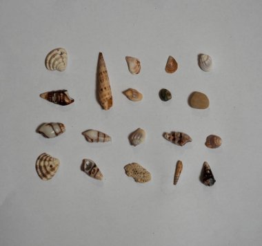 Deniz piyadeleri taş, kabuk ve incilerden oluşur. Bölüm 4