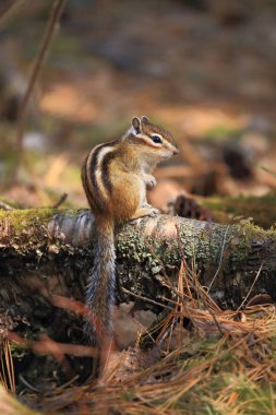 Sincap ağacın yanında oturuyor.