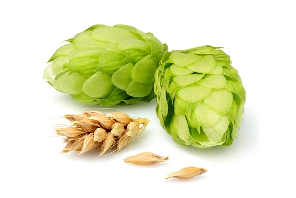 Groene Hop Met Oren Van Gerst Geïsoleerd Close Wit — Stockfoto