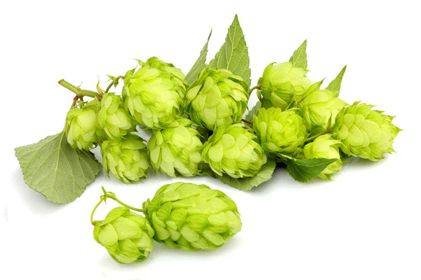 Branches hop with leaves isolated close up on white background.