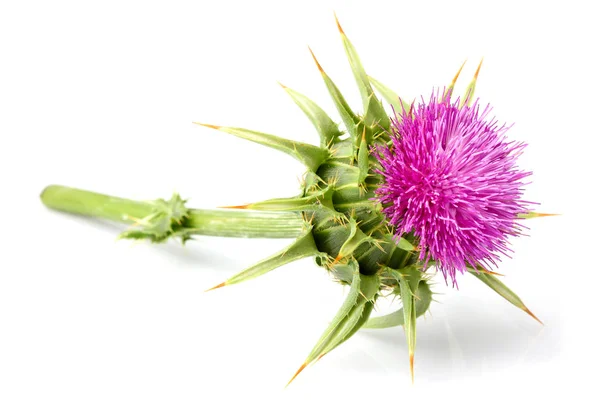 Tıbbi bitkiler. Beyaz arka plan üzerinde izole süt thistle (Silybum marianum).