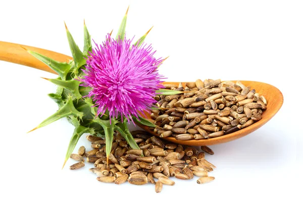 Çiçeklerle (Silybum marianum, viski Thistle, Marian thistle) bir tahta kaşık süt thistle tohumları. Beyaz portre izole.