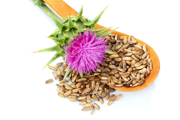 Çiçeklerle (Silybum marianum, viski Thistle, Marian thistle) bir tahta kaşık süt thistle tohumları.