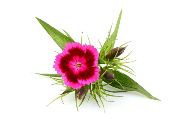 Dianthus Barbatus Λουλούδι Ροζ Γλυκός William Που Απομονώνονται Λευκό Φόντο Royalty Free Φωτογραφίες Αρχείου