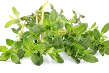 Beyaz arka plan üzerinde izole taze kekik yakın çekim.