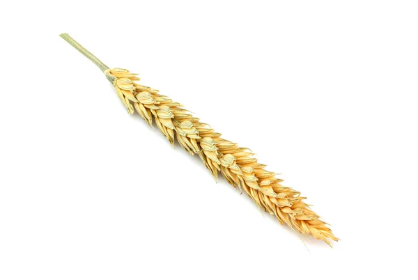 Пшеничное Растение Изолированы Крупным Планом Белом Фоне — стоковое фото