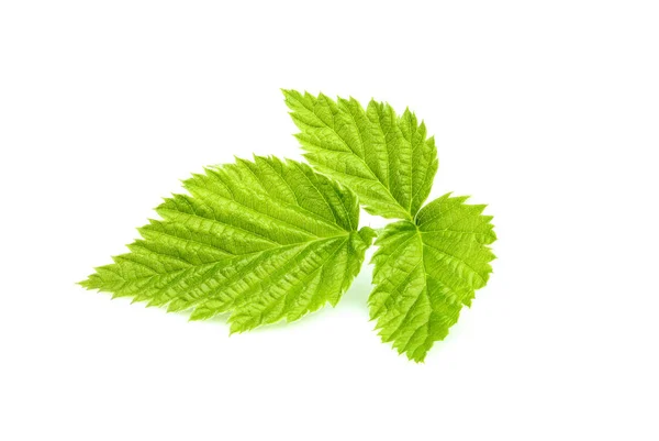 Closeup Leaf Raspberries Isolated White Background — Stock Photo, Image