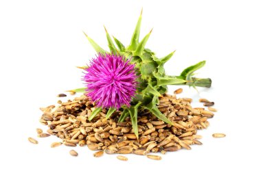 Süt thistle çiçek (Silybum marianum, viski Thistle, Marian thistle) ile tohumları üzerinde beyaz portre izole.