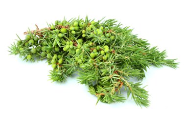 Ardıç şube yakın çekim.