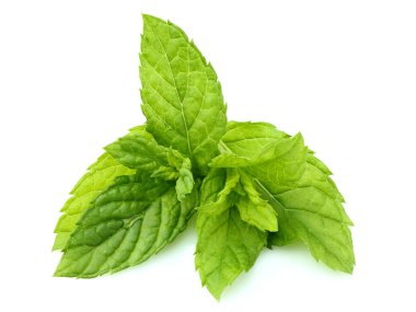 Taze nane, melissa şube closeup beyaz arka plan üzerinde.