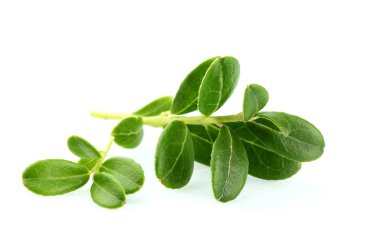 Kızılcık beyaz arka plan üzerinde izole yakın çekim yaprak.