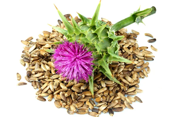 Zaden Van Een Melkdistel Met Bloemen Silybum Marianum Schotse Distel — Stockfoto