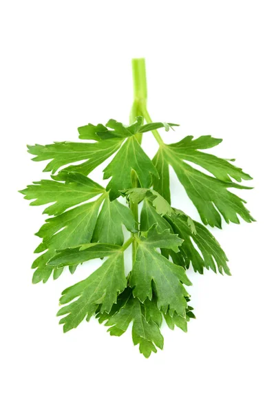 Celery Leaf Horizontal Closeup Isolated White Background — Stock Photo, Image