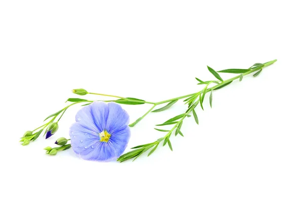 Beyaz Arka Plan Üzerinde Izole Keten Çiçek — Stok fotoğraf