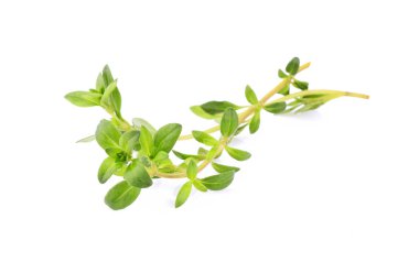 Beyaz bir arka plan üzerinde izole kekik ot.