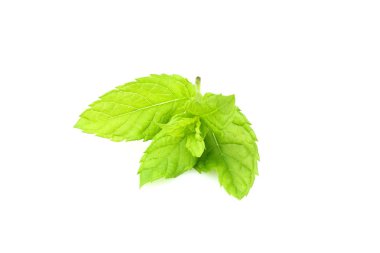 Nane, melissa şube closeup beyaz arka plan üzerinde izole..