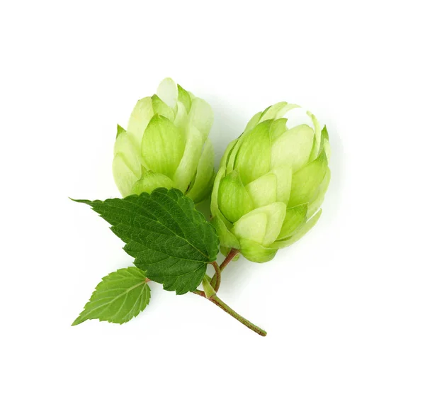 Plantes Houblon Frais Isolées Sur Blanc Vue Dessus — Photo