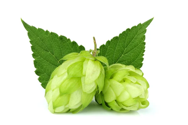 Taze yeşil hop şube, beyaz izole kapatmak.