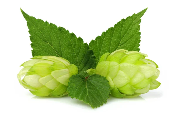 Houblon Avec Feuilles Isolées Sur Fond Blanc — Photo