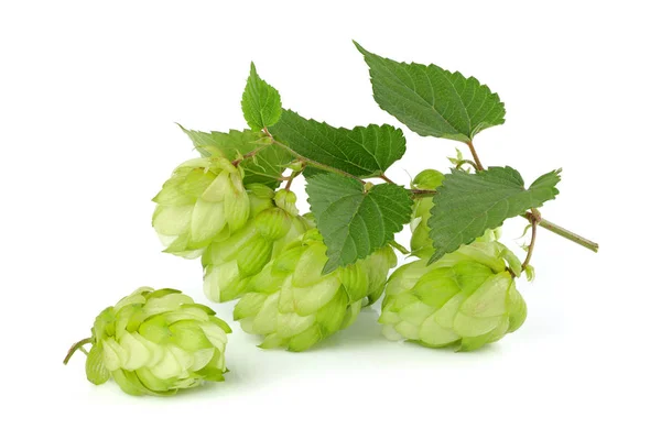 Branc Hop Leaves Closeup White Background — Stock Photo, Image