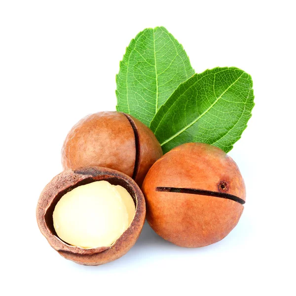 Nueces Frescas Macadamia Con Hoja Sobre Fondo Blanco —  Fotos de Stock