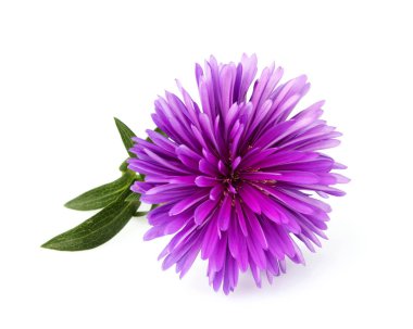 Beyaz çiçek Astra menekşe renk izole makro.