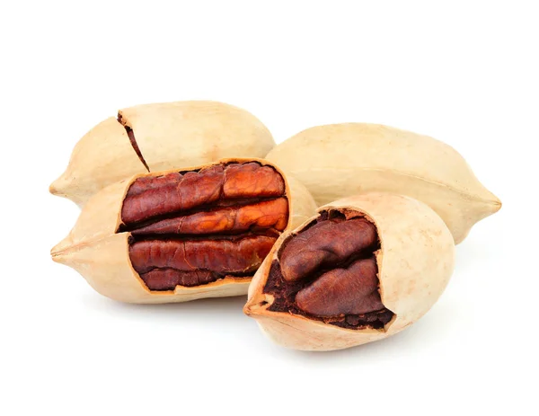 Pecan Nuts Shell Isolated White Background — Stock Photo, Image