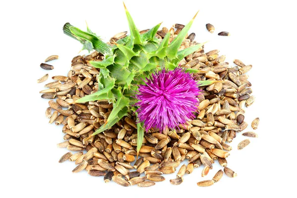Süt thistle çiçek tohumları (Silybum marianum, viski Thistle, Marian thistle) ile izole üzerinde beyaz portre. Üstten görünüm.