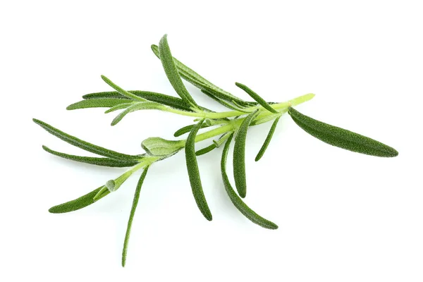 Branch Rosemary Closeup Isolated White Background — Stock Photo, Image