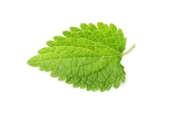 Nettle Leaf Isolated Closeup White Background — Stock Photo, Image
