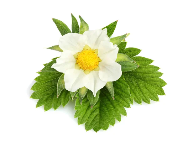 Blad och blomma av jordgubben isolerade. — Stockfoto