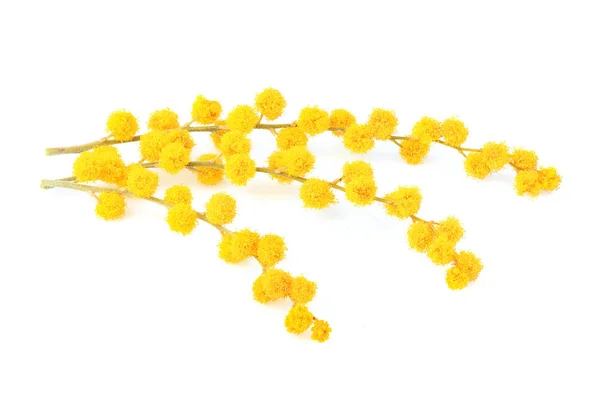 Mimose Blume Auf Zweig Isoliert Auf Weißem Hintergrund — Stockfoto
