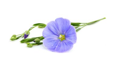 Damla izole keten çiçek.