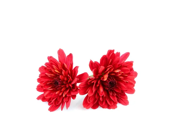 Dálias vermelhas flores isoladas . — Fotografia de Stock