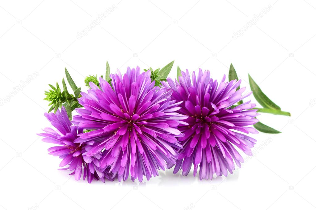 Flower purple asters isolated.