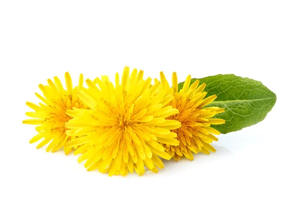 Dandelion officinale floweron. — Stock Photo, Image