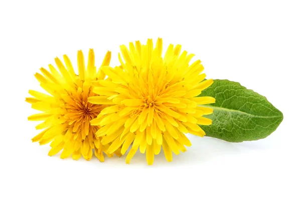 Dandelion officinale flower isolated. — Stock Photo, Image